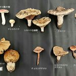 きのこ集合04ベニタケ類