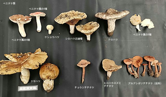 きのこ集合04ベニタケ類