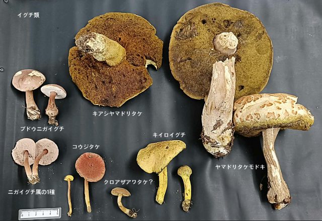 きのこ集合03イグチ類