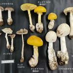 きのこ集合02テングタケ科