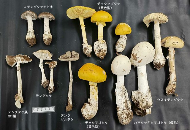きのこ集合02テングタケ科
